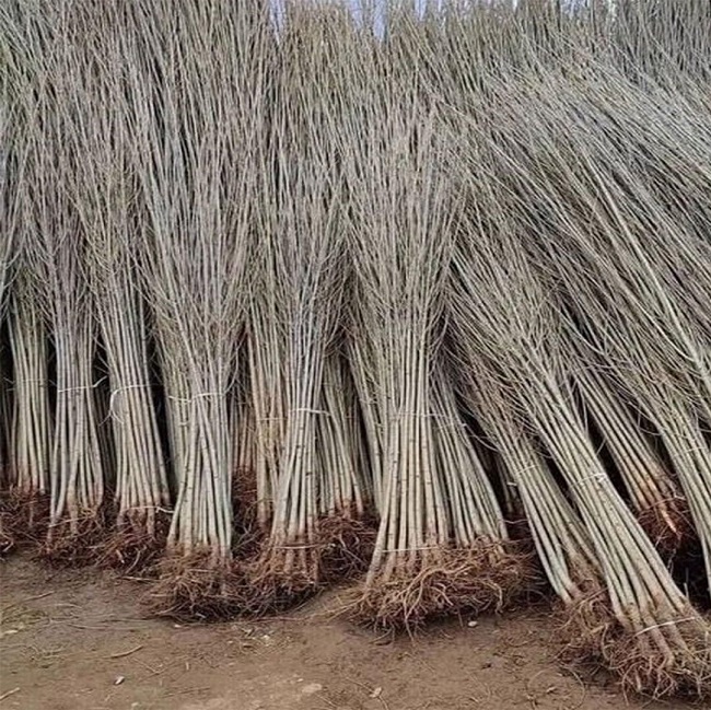 خرید نهال صنوبر یارانه&zwnj;ای یکساله با قیمت استثنایی ۷ هزار تومان تا ۳۰ بهمن ماه از نهالستان غرب نهال