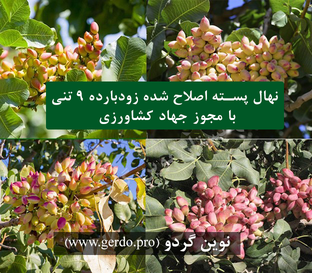 نهال پسته اصلاح شده