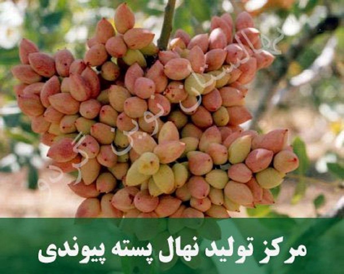 خرید نهال پسته پیوندی