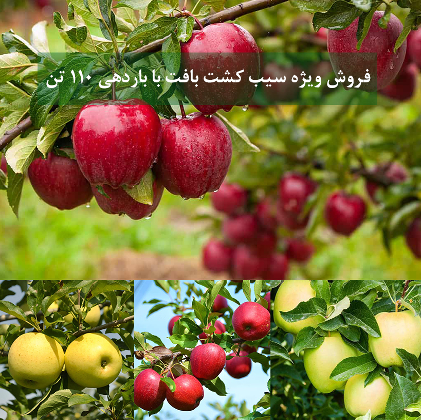 خرید نهال سیب