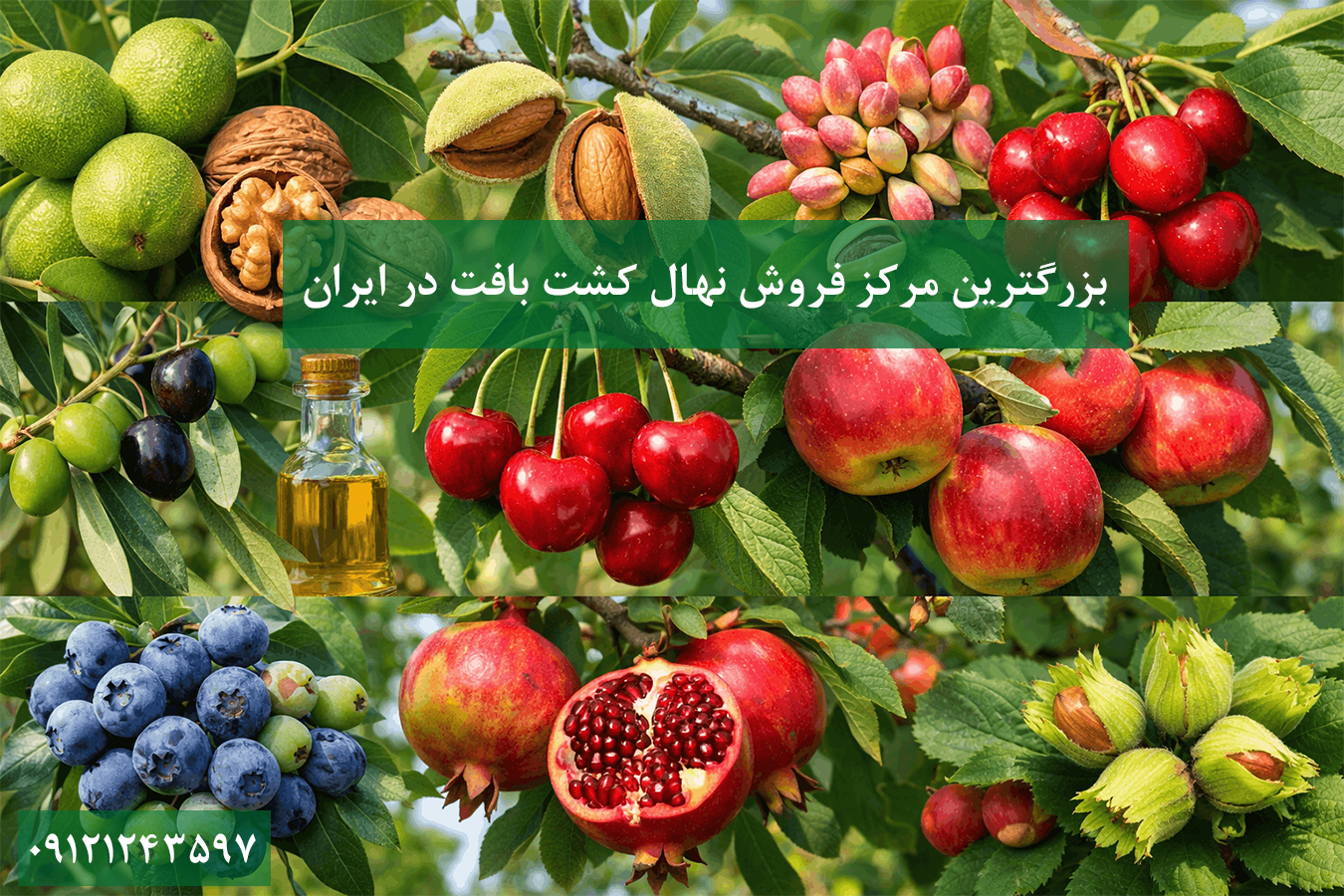 خرید هال کشت بافت