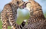 عکس جالب از محبت یوزپلنگ مادر به فرزندش