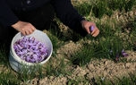 برداشت زعفران از مزارع مرند