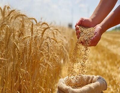 وعده پرداخت ۱۰۰ هزار میلیارد تومانی دولت به گندمکاران