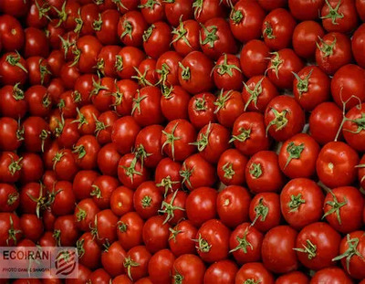 صادرات چه اقلامی این هفته مجاز شده است؟