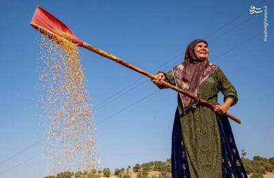 شهرخبر - عکس/ از سبزی شالیزار تا طلایی برداشت