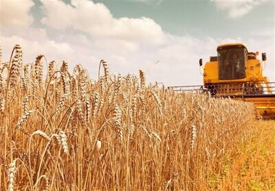 واریز 41.8همت دیگر از مطالبات گندمکاران؛مجموع پرداختی به 390همت رسید